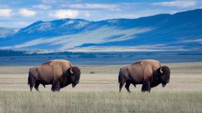bison ridge